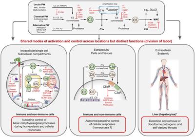 The complement system in neurodegenerative and inflammatory diseases of the central nervous system